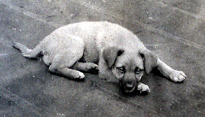 cayuga_mascot_1954.jpg
